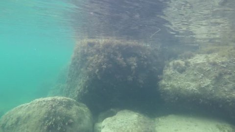 a huge stones with algae in the water