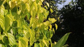 Watering betel leaves yellow , video clips 