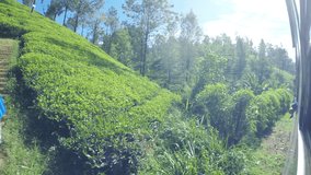 4K footage of a train going through the tea plantations of Sri Lanka