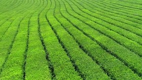 Aerial video of green tea plantation is locate nearby the hillside in Sri-Lanka . Aerial video from drone.