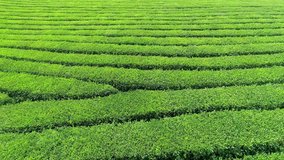 Aerial video of green tea plantation is locate nearby the hillside in Sri-Lanka . Aerial video from drone.