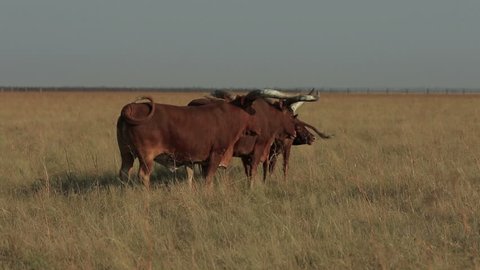 Family of wild Ankole-Watusi grazes in a steppe of Askania-Nova reserve