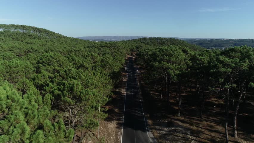 Forest Road Aerial View