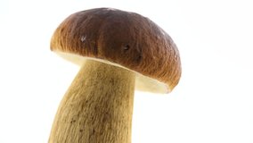 Mushroom Boletus isolated on White Background, rotated. Autumn Cep Mushrooms. Ceps Boletus edulis over White Background, close up. Cooking delicious organic mushroom. Gourmet food. 4K UHD video