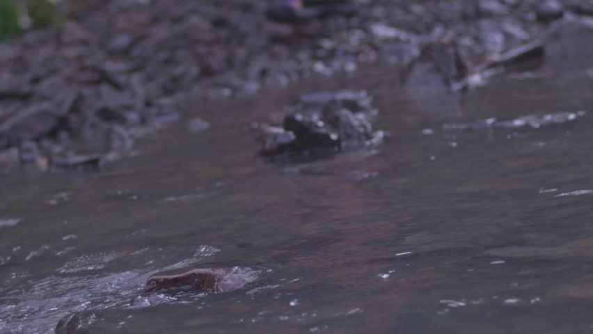 Low angle panning shot of two people wearing waterproof hiking sandals, walking through water across a rapid streaming river