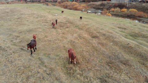 Aerial shot. Herd of horses in the autumn meadow by the river.