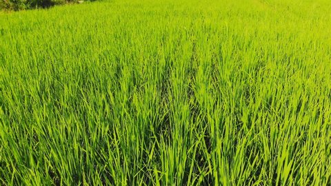 Aerial shot of Farmer walking in to rice field plantation.