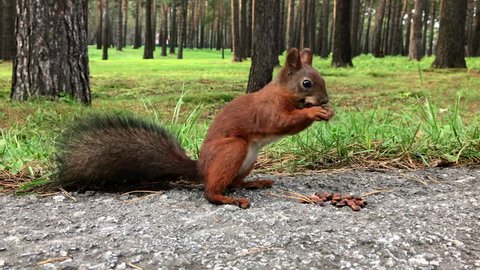 Squirrel eating nuts in the forest