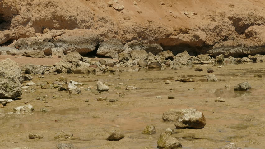 Background Of Bay At Low Tide, Red Sea, Egypt