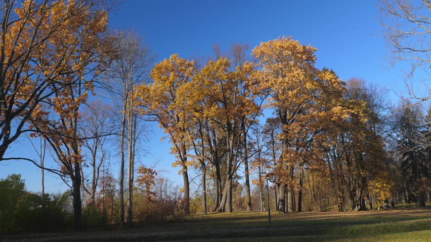 Autumn park with different trees. Fall season