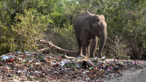 OKANDA, SRI LANKA - JULY 24, 2018: Elephant eating from pile of trash left by temple celebrations in Kumana national park on July 24, 2018 in Okanda, Sri Lanka