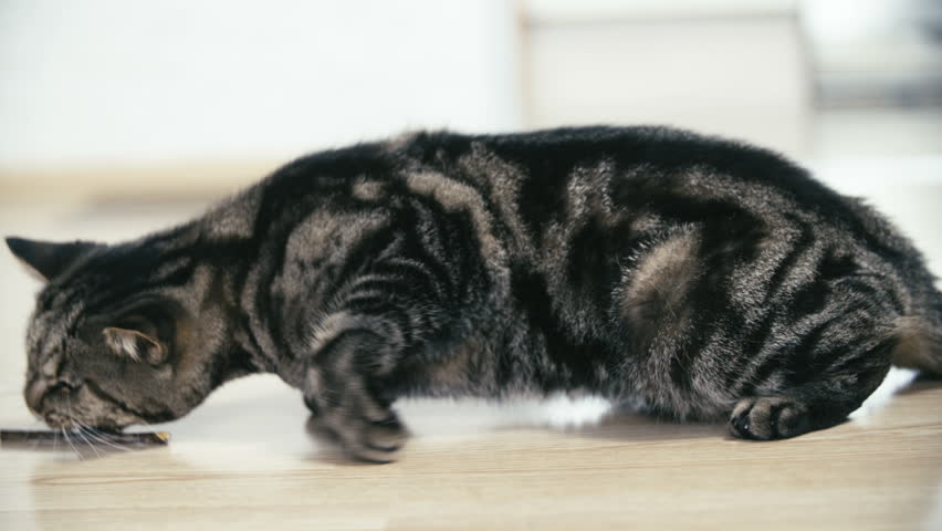 black striped cat