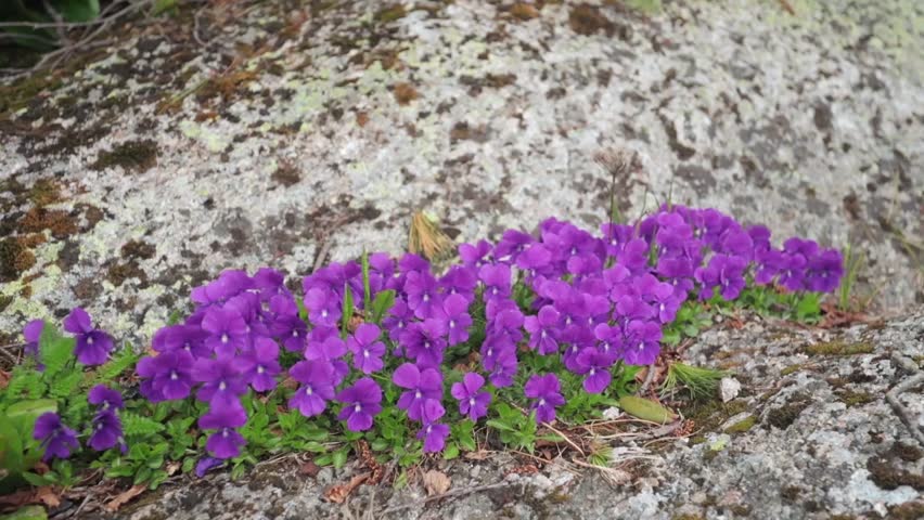 Magnificent mountain landscape with falls. Beautiful mountain stream and magic mountain flowers
