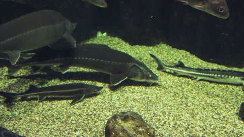 large pike fish in the aquarium.