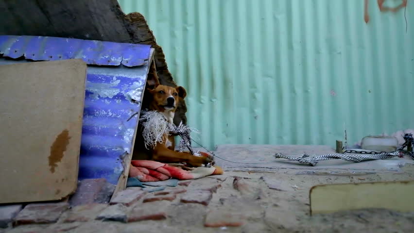 Dog in street pet house on walkway