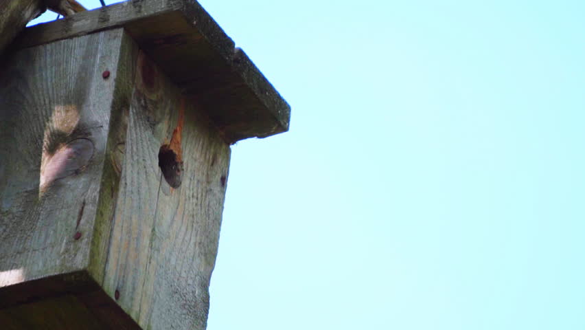 Starling flies with food and flies out of the birdhouse, slow motion