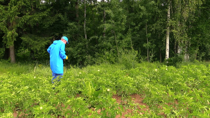 man with blue protecting coat spray potato plant pesticide from vermin pest using agricultural sprayer. Shot on Canon XA25. Full HD 1080p. Progressive scan 25fps. Tripod