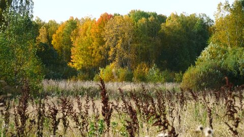 Field of wild grass in autumn panoramic shot
