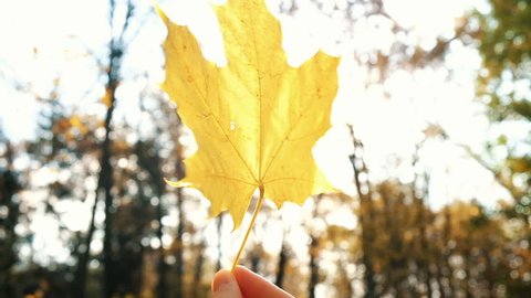 Woman rotates yellow fallen maple leaf in hand, slow motion