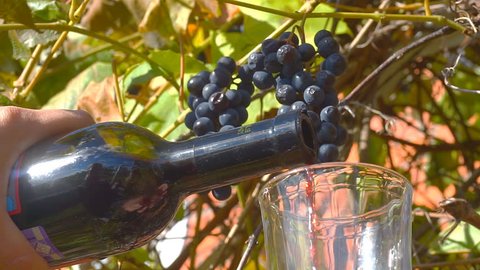 Red wine flows from the bottle into the glass, against the background of blue grapes in the vineyard.