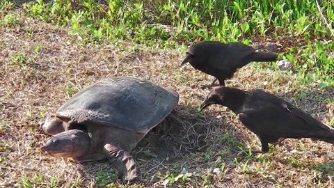 Florida softshell turtle deposing eggs and the crows stealing in the Everglades National Park, Florida, United States of America. Apalone Ferox species.