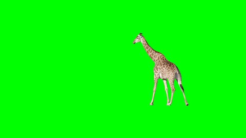 African giraffe slowly walking across the frame on green screen, real shot, isolated with chroma key, perfect for digital composition, cinema, 3d mapping.