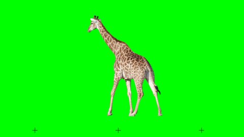 African giraffe slowly walking seamlessly looped on green screen, real shot, isolated with chroma key, perfect for digital composition, cinema, 3d mapping.
