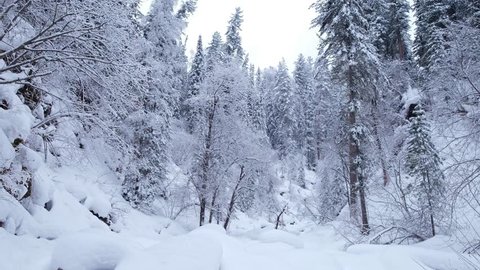 Winter taiga forest under heavy snow along Tevenek (Third river) river on the bank of Teletskoe lake. Artybash, Siberia, Russia
