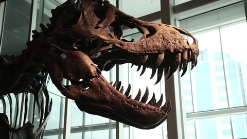 T-rex fossilized skeleton dramatically lit and cinematically shot