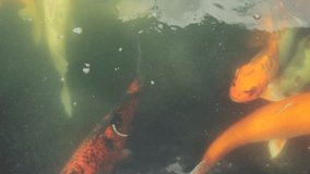 HD video of large multi-colored, bright orange, white, red Japanese Koi carp swimming in a natural fresh water lake, southeast Asia