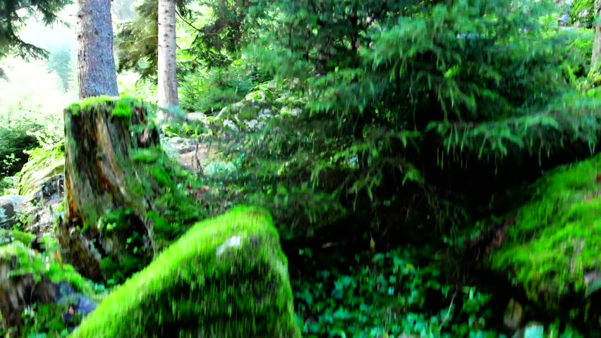 Mysterious forest, aerial video 4K. Flying up green pine trees. Svaneti, Georgia. 