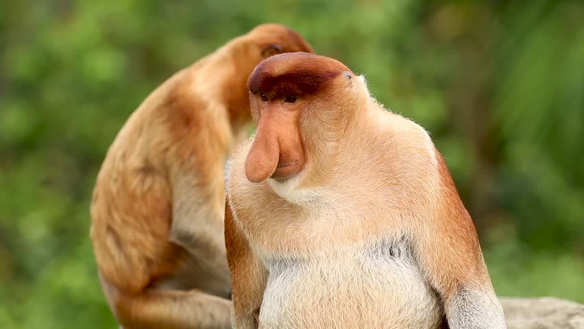 A shocked looking Proboscis Monkey in the mangrove forests of Borneo