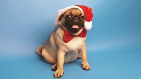 Cute pug puppy in a cap like Santa Claus. Pug isolated on blue background. Happy Christmas and new year concept
