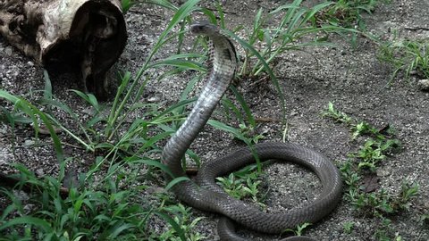 Black King Cobra Snake in Attack Position with Extended Hood