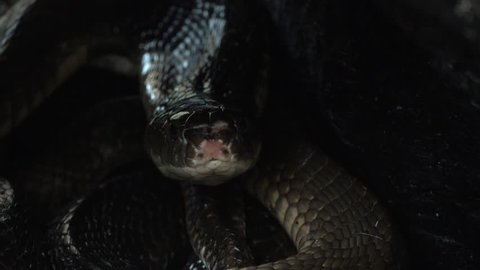 Black King Cobra Looking out of Snake Hole