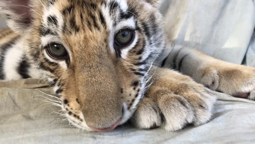 Tiger cub, 75 days old on a sofa
