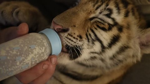 Man feeding and rescue a tiger cub, 75 days old.