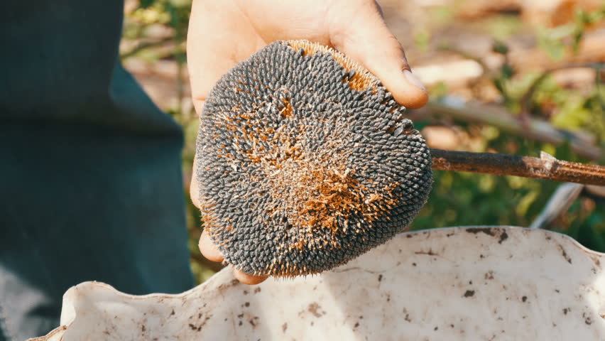 Sunflower seeds fall out of the head. in the field. Male strong hands stick the head of dry sunflower with a stick. Harvest