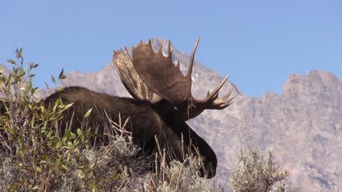 Shiras Moose Bull During the Fall rut