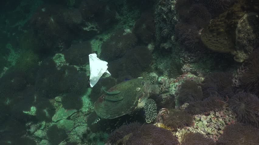 The hawksbill sea turtle (Eretmochelys imbricata) and plastic bag  Royalty-Free Stock Footage #1018163245