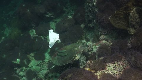 The hawksbill sea turtle (Eretmochelys imbricata) and plastic bag 