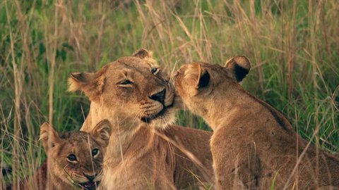 Medium and wide-angle shot of lioness and cubs in Uganda, Africa