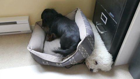 A cute little Daschund puppy tries to get comfortable on her bed while her cuddly fuzzy white Bichon Frise boyfriend tries to sleep below.