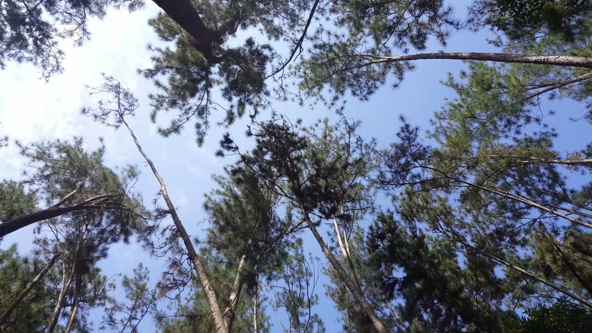 Rotate Shot Pine Forest At Stock Footage Video 100 Royalty Free 1018167646 Shutterstock
