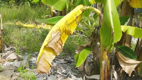 Panama disease or Fusarium wilt in banana trees motion footage video clip