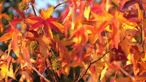 Orange leaves on a tree. Autumn. Gold colors. 4K, UHD, 50p, Cinematic,Closeup, 						