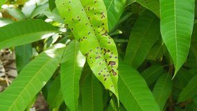 mango anthracnose disease motion footage video clip