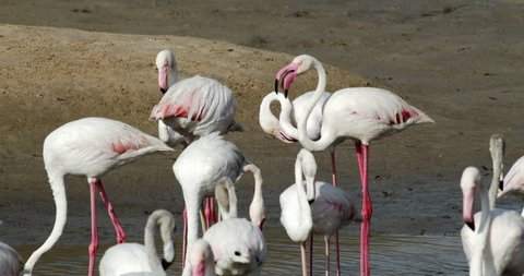 Flamingos at Ras Al Khor Wildlife Sanctuary Dubai, United Arab Emirates