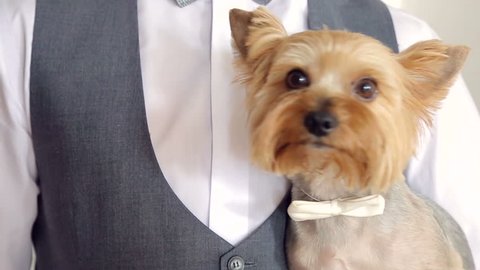 little dog on the hands of the bridegroom with a bow on the neck.