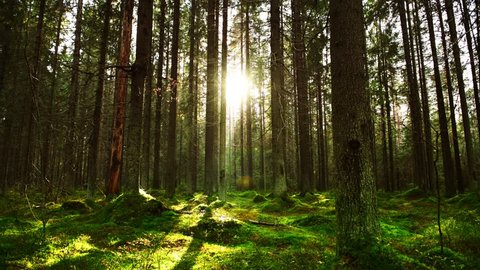 Sun rays make their way through the thick Pine Forest on a warm autumn day